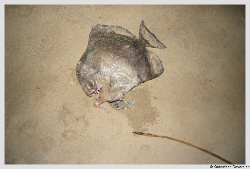 /photos/andamans_c/dead_boxfish.JPG