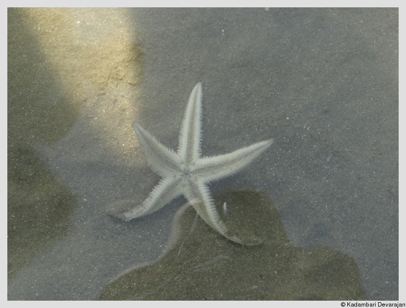 /photos/andamans_c/starfish.JPG