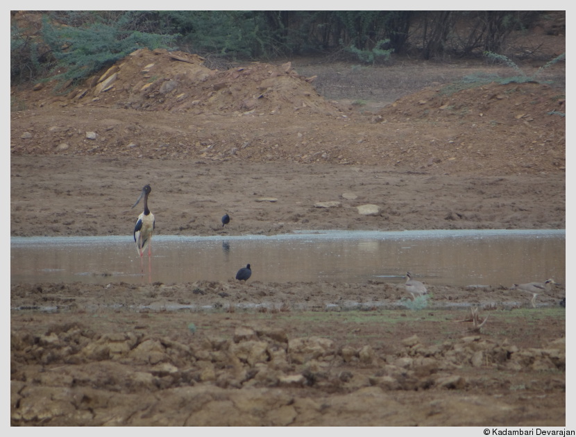 /photos/banni/birds.JPG