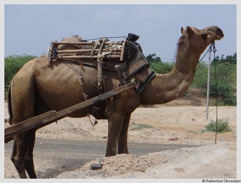 /photos/banni/camel.JPG