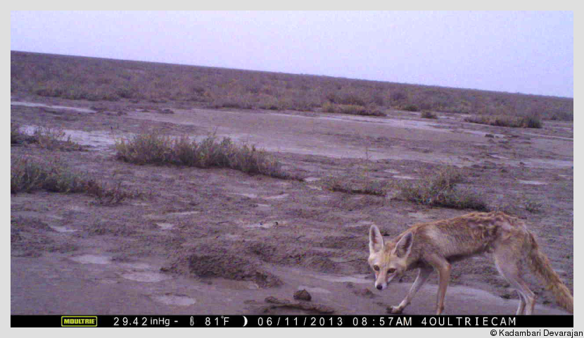 /photos/banni/desert_fox1.png