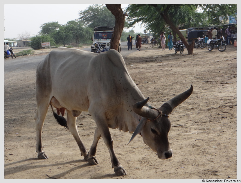 /photos/banni/livestock1.JPG