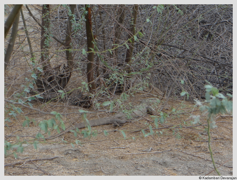 /photos/banni/monitor_lizard.JPG