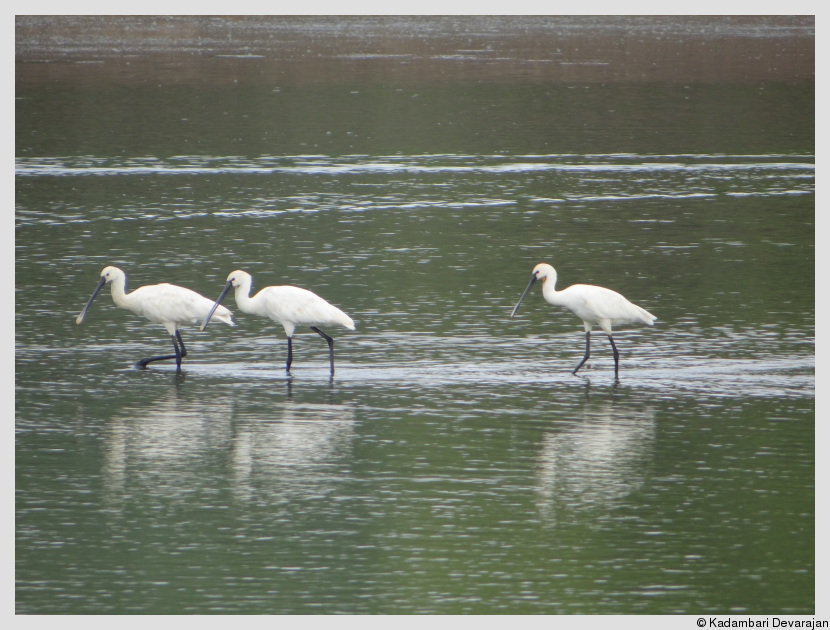 /photos/banni/spoonbills.JPG