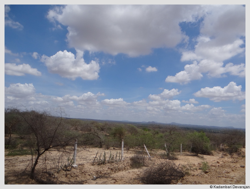 /photos/banni/thorn_forest_near_Dhinodhar.JPG