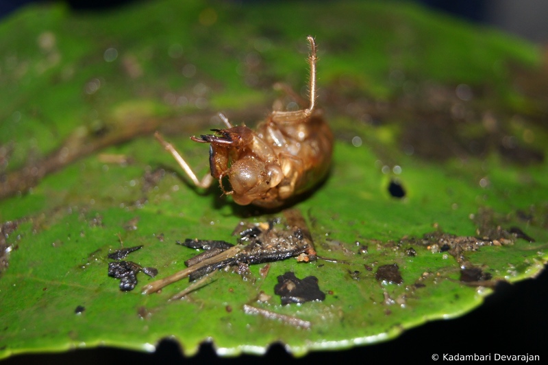 /photos/coorg/cicada_moult_sc.JPG