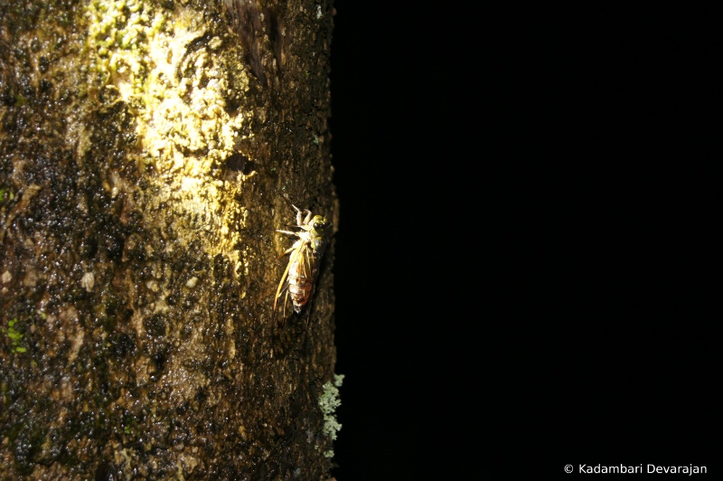 /photos/coorg/cicada_sc.JPG