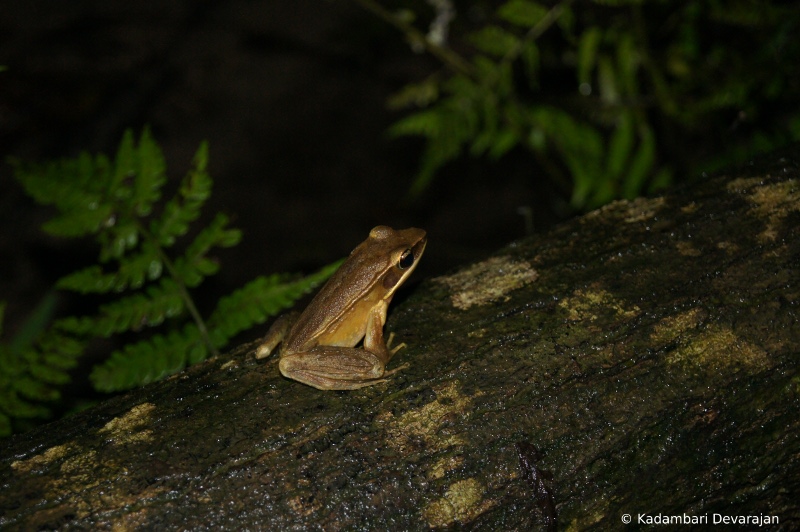 /photos/coorg/ht2_sc.JPG