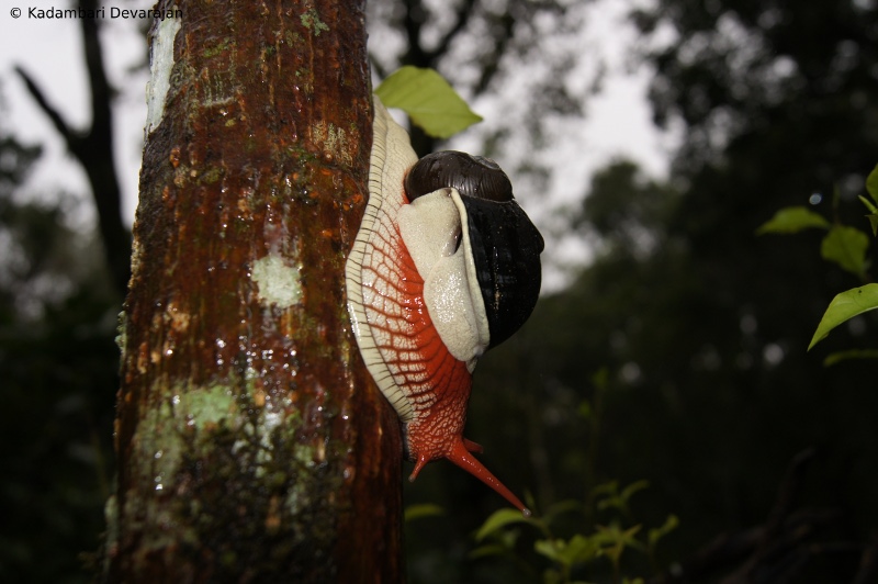 /photos/coorg/ia_sc.JPG