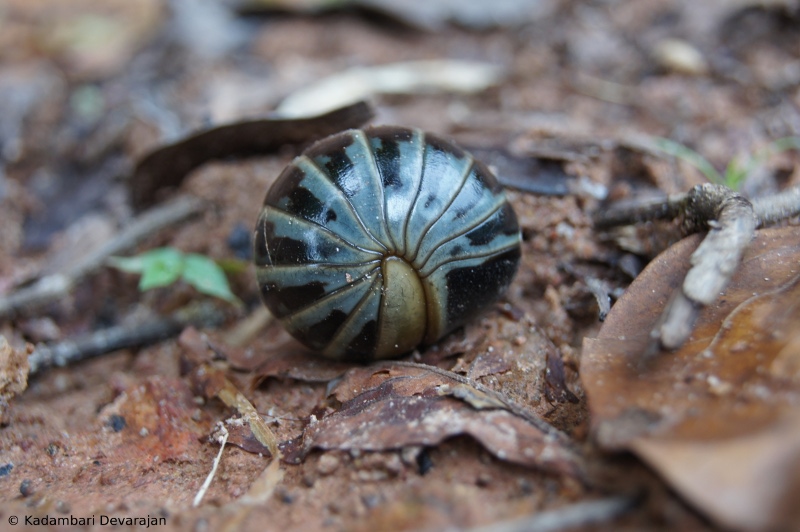 /photos/coorg/pillmill2_sc.JPG