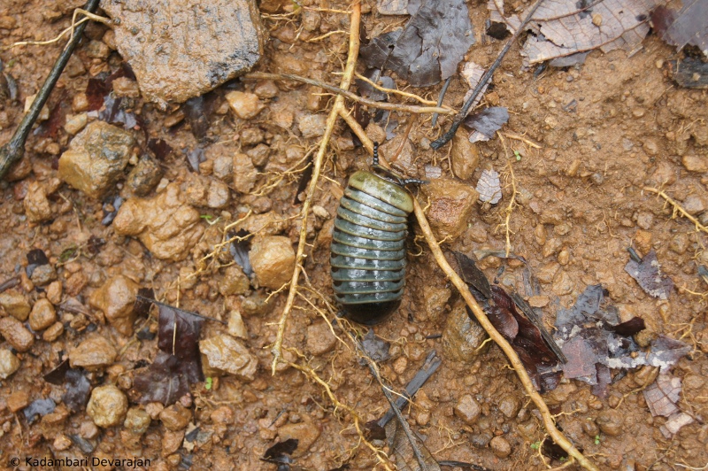 /photos/coorg/pillmill_sc.JPG