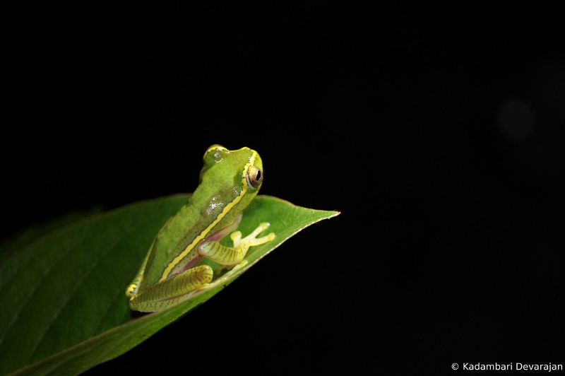 /photos/coorg/rl2_sc.JPG