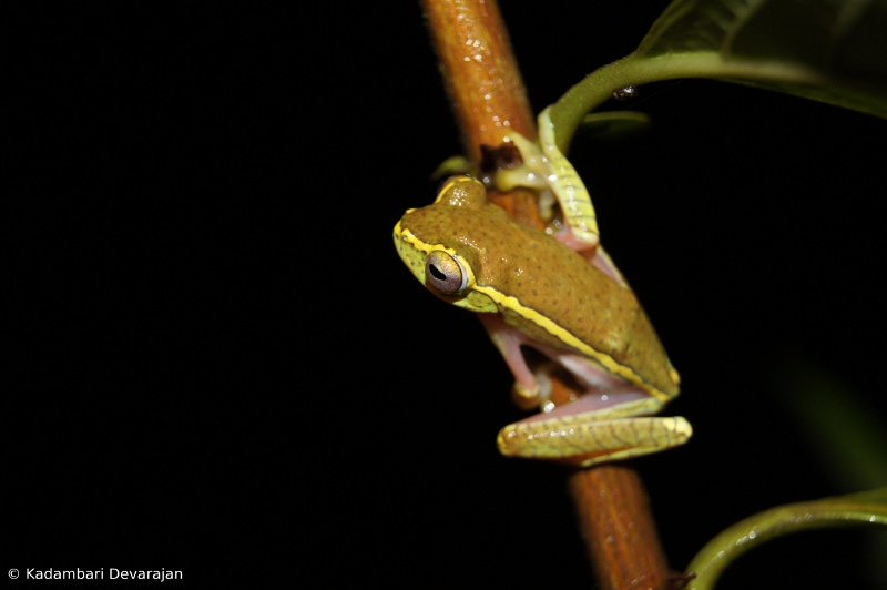 /photos/coorg/rl3_sc.JPG