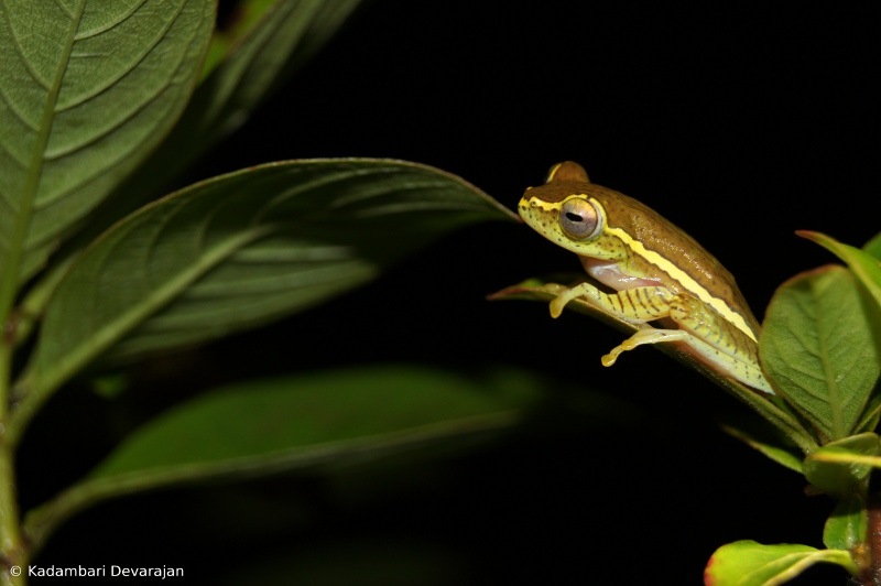 /photos/coorg/rl_sc.JPG