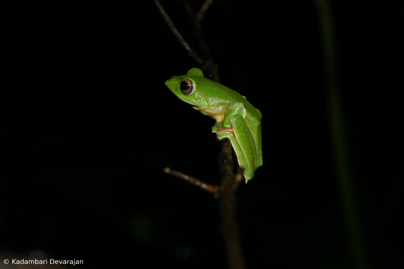 /photos/coorg/rm1_sc.JPG