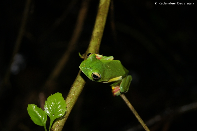 /photos/coorg/rm2_sc.JPG