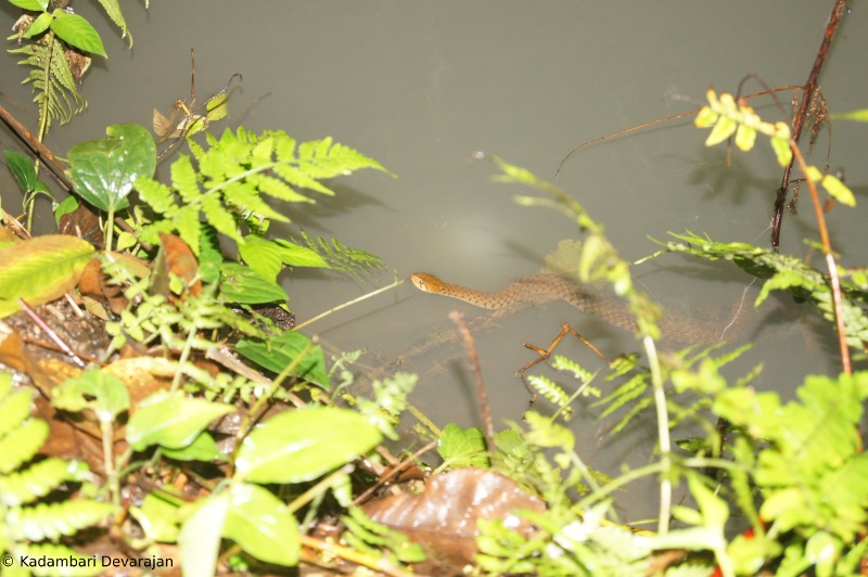 /photos/coorg/snake_sc.JPG