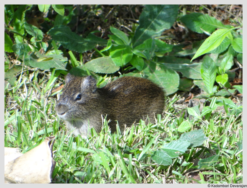 /photos/iguazu_website/agouti.JPG