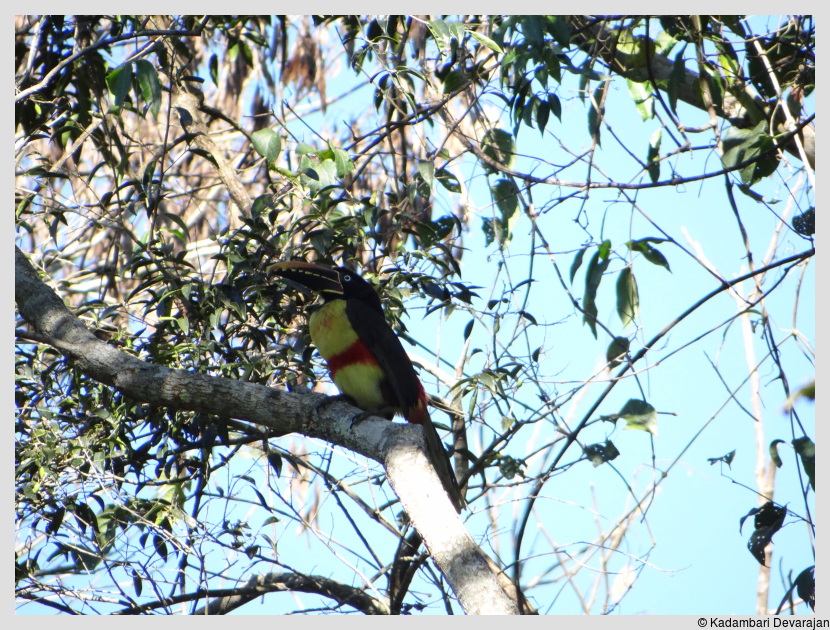 /photos/iguazu_website/aracari.JPG