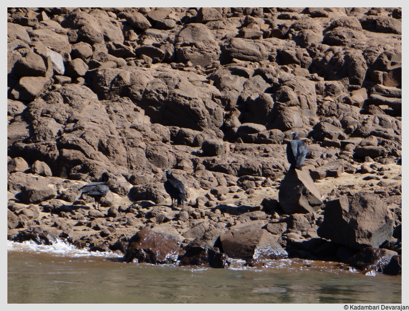 /photos/iguazu_website/black_vulture.JPG