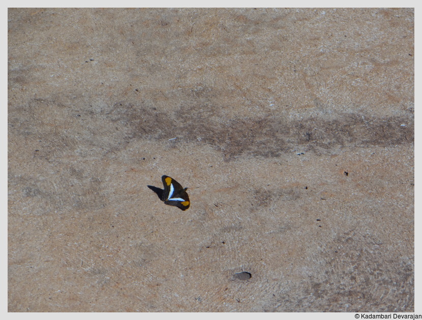 /photos/iguazu_website/butterfly.JPG