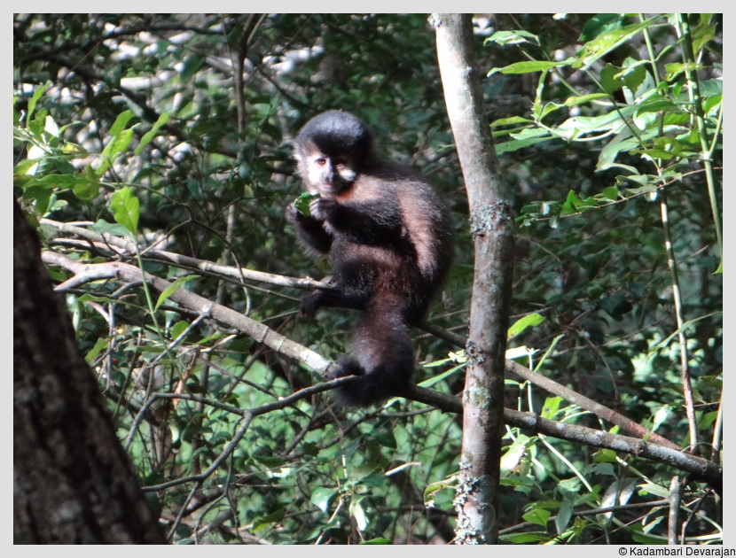 /photos/iguazu_website/capuchin.JPG