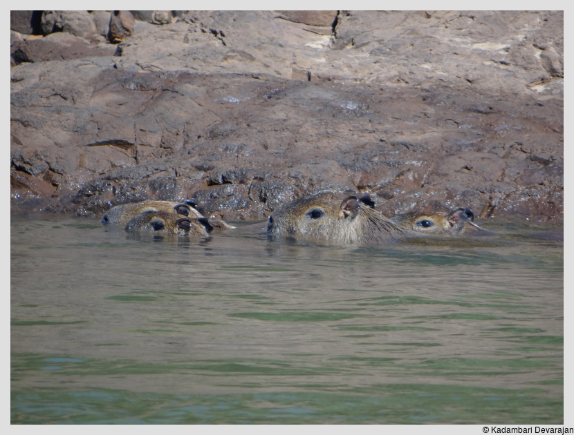 /photos/iguazu_website/capybara1.JPG