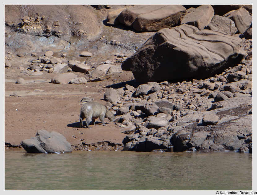 /photos/iguazu_website/capybara2.JPG