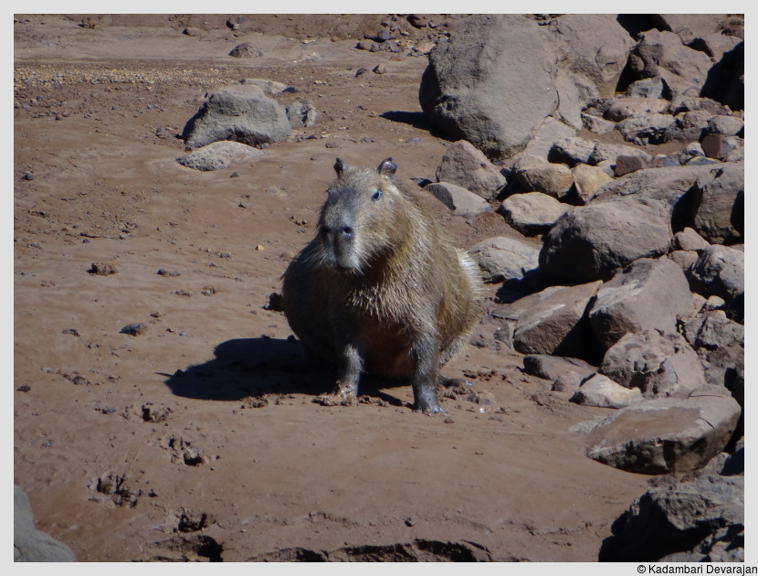 /photos/iguazu_website/capybara3.JPG