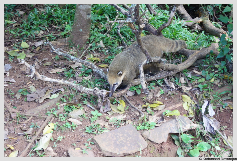 /photos/iguazu_website/coati1.JPG