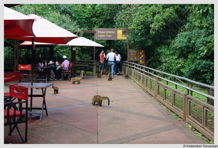 /photos/iguazu_website/coati2.JPG