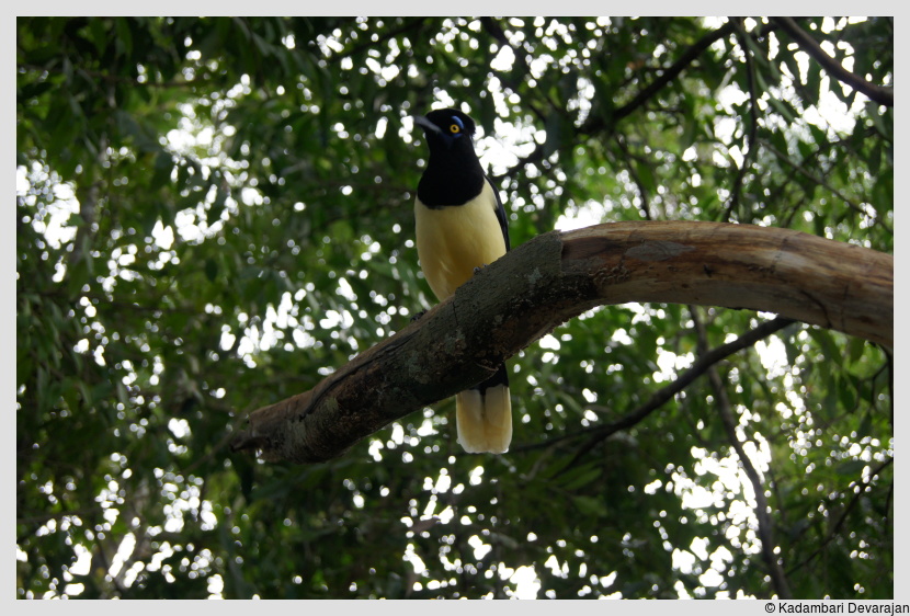 /photos/iguazu_website/friendly_bird.JPG