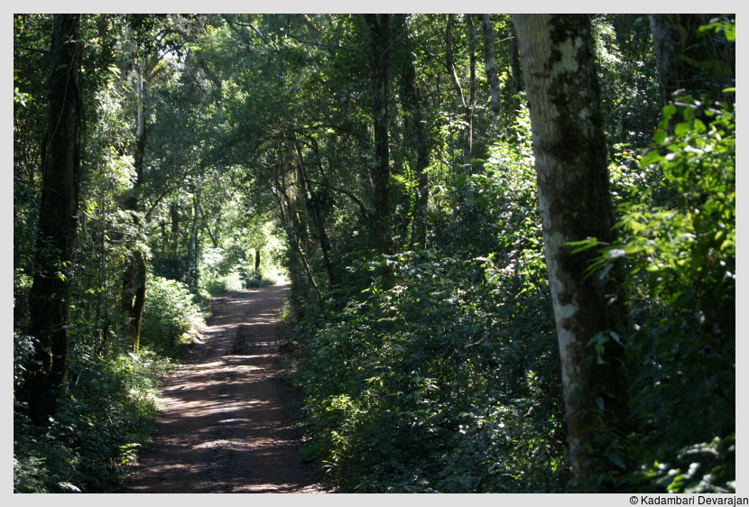 /photos/iguazu_website/jungle_trail.JPG