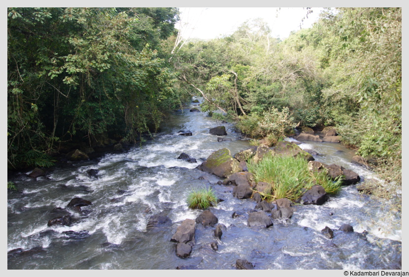 /photos/iguazu_website/stream.JPG