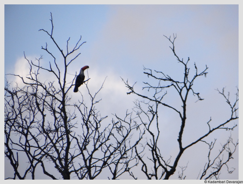 /photos/iguazu_website/toucan1.JPG