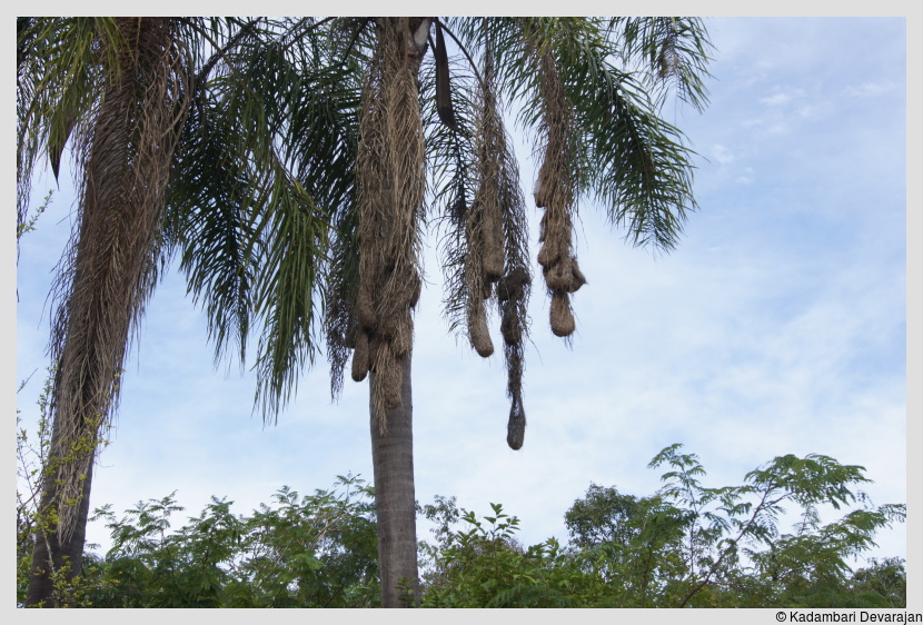 /photos/iguazu_website/weaverbird_nest.JPG