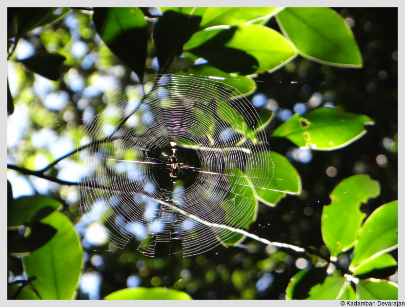 /photos/iguazu_website/web.JPG