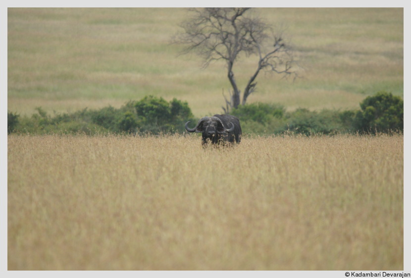 /photos/masai_mara_c/buffalo2.JPG