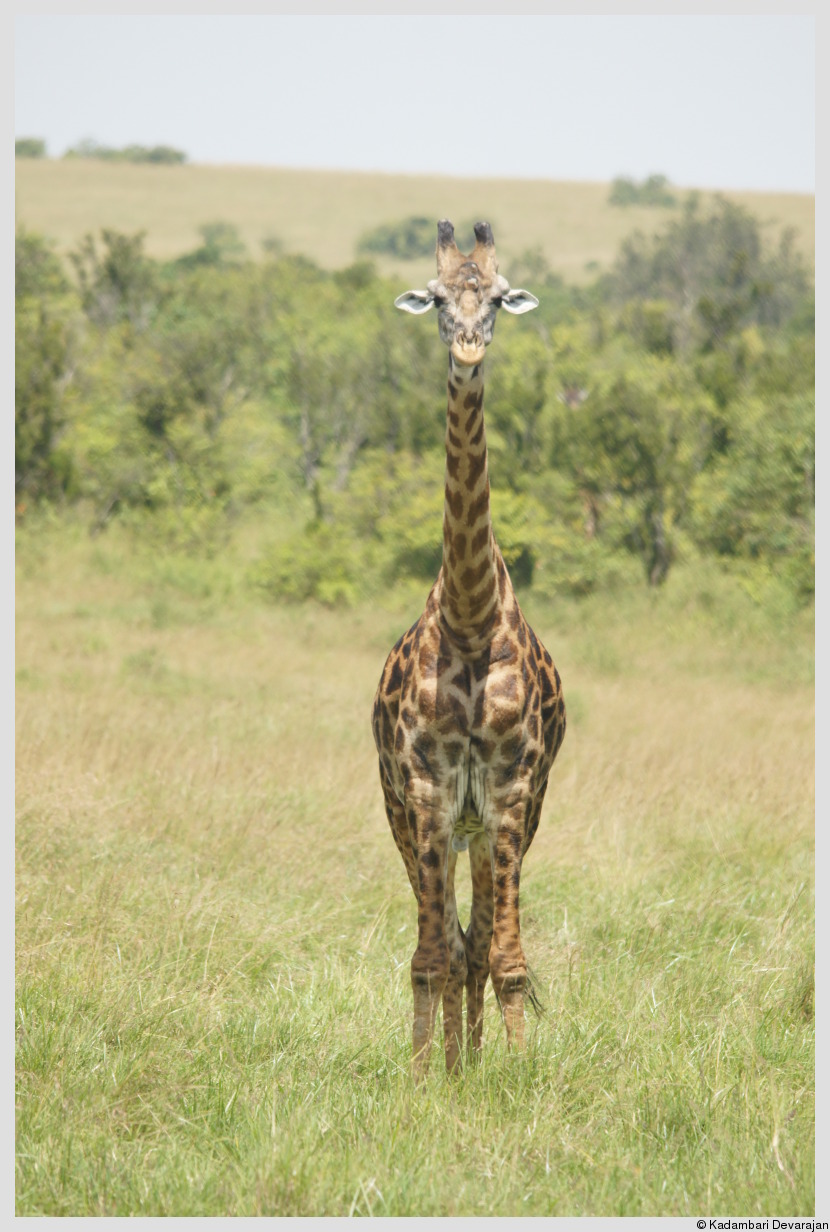 /photos/masai_mara_c/giraffe10.JPG