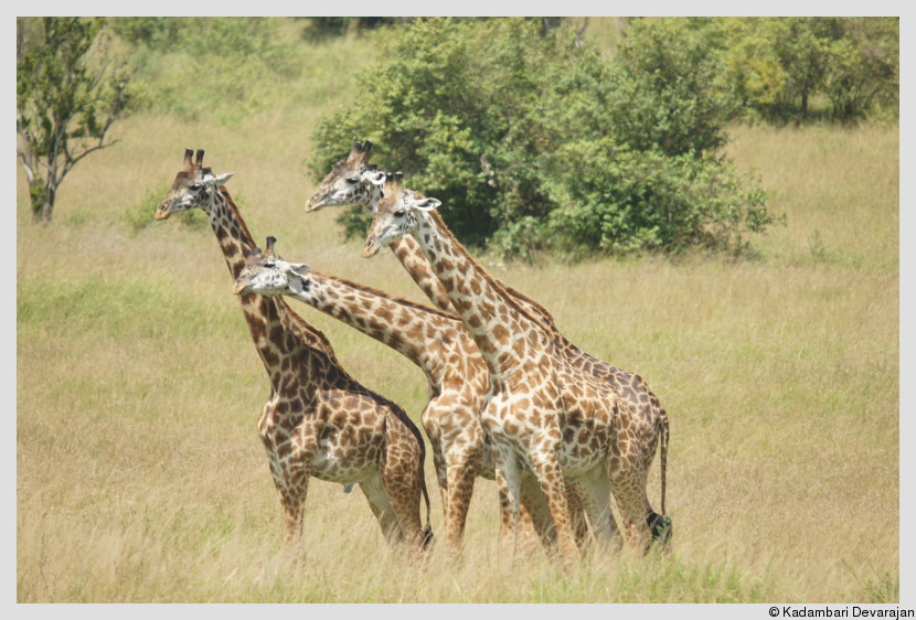 /photos/masai_mara_c/giraffe4.JPG