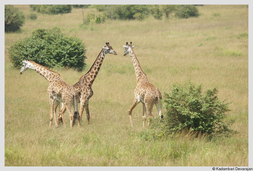 /photos/masai_mara_c/giraffe6.JPG