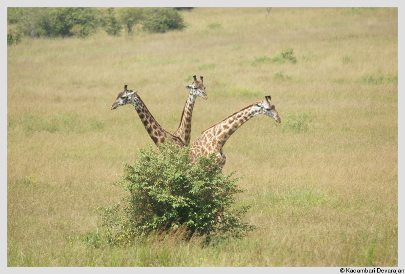 /photos/masai_mara_c/giraffe8.JPG