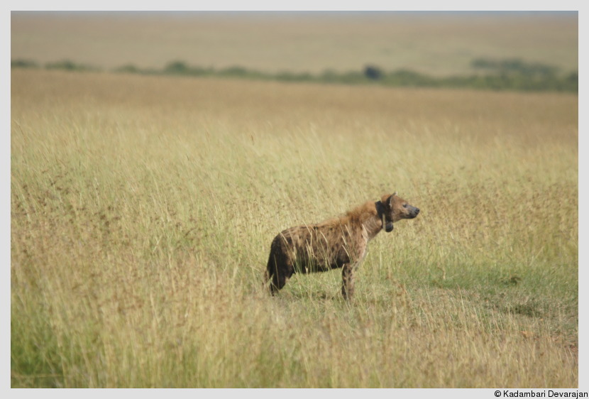 /photos/masai_mara_c/spotted_hyena2.JPG
