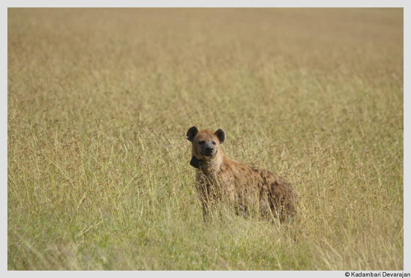 /photos/masai_mara_c/spotted_hyena6.JPG
