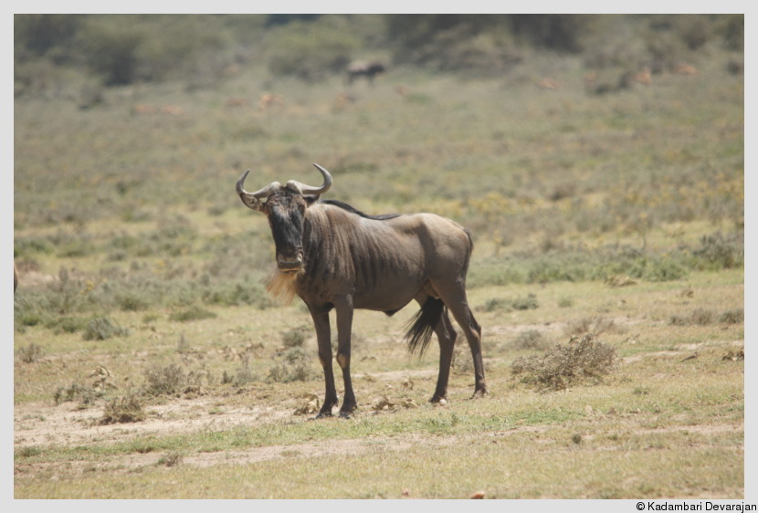 /photos/masai_mara_c/wildebeest2.JPG