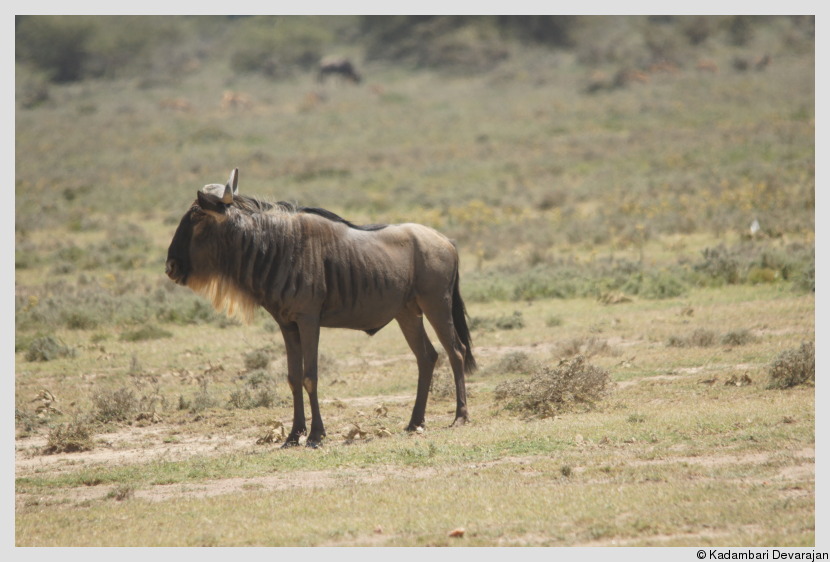 /photos/masai_mara_c/wildebeest3.JPG