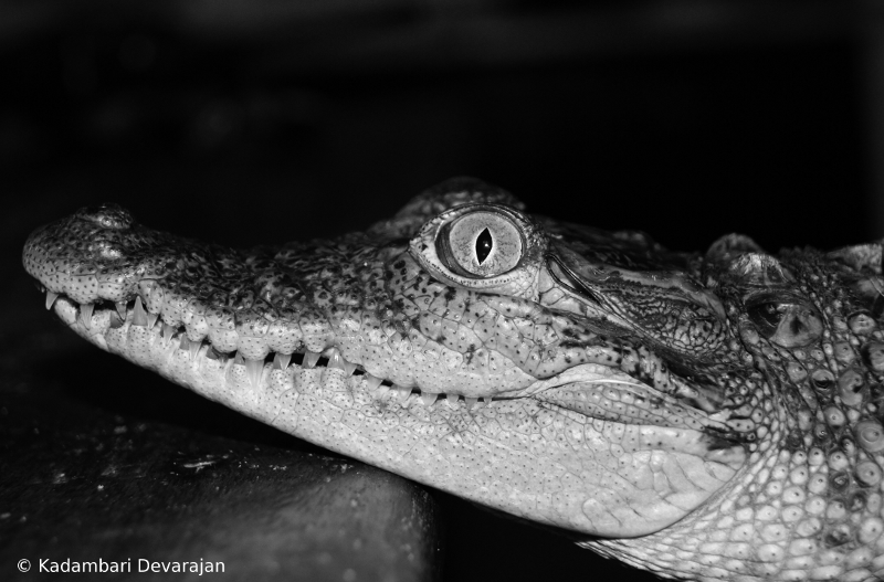 /photos/reptiles/mugger_bw.png