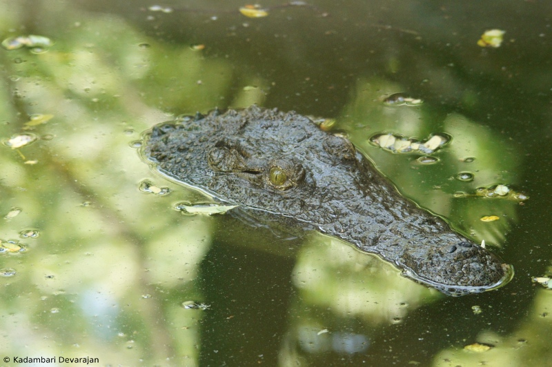 /photos/reptiles/profiles/alligator_sc.JPG