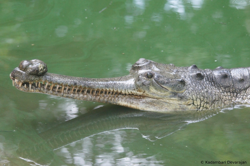 /photos/reptiles/profiles/gharial1_sc.JPG