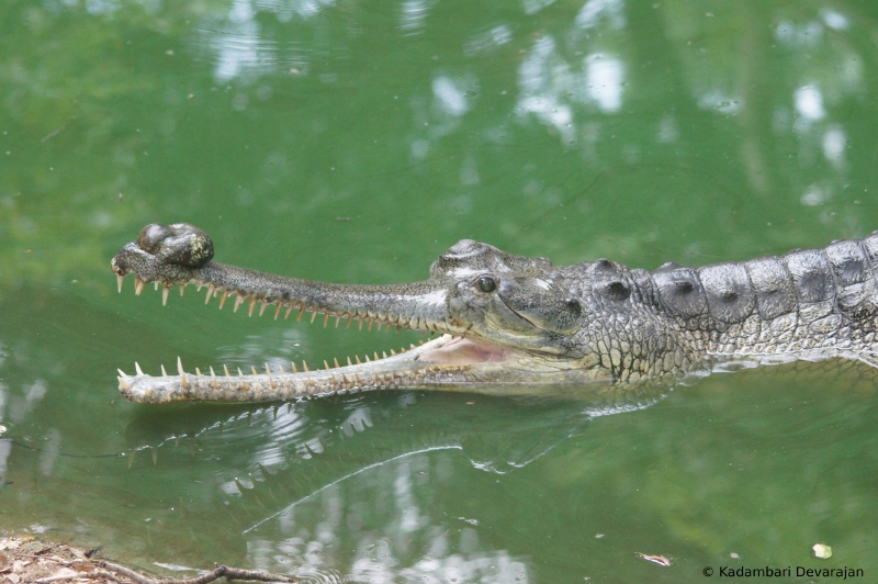 /photos/reptiles/profiles/gharial2_sc.JPG